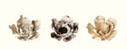 Gohobi Handmade Floral Incense Holder 001 - Lily: Striped Brown