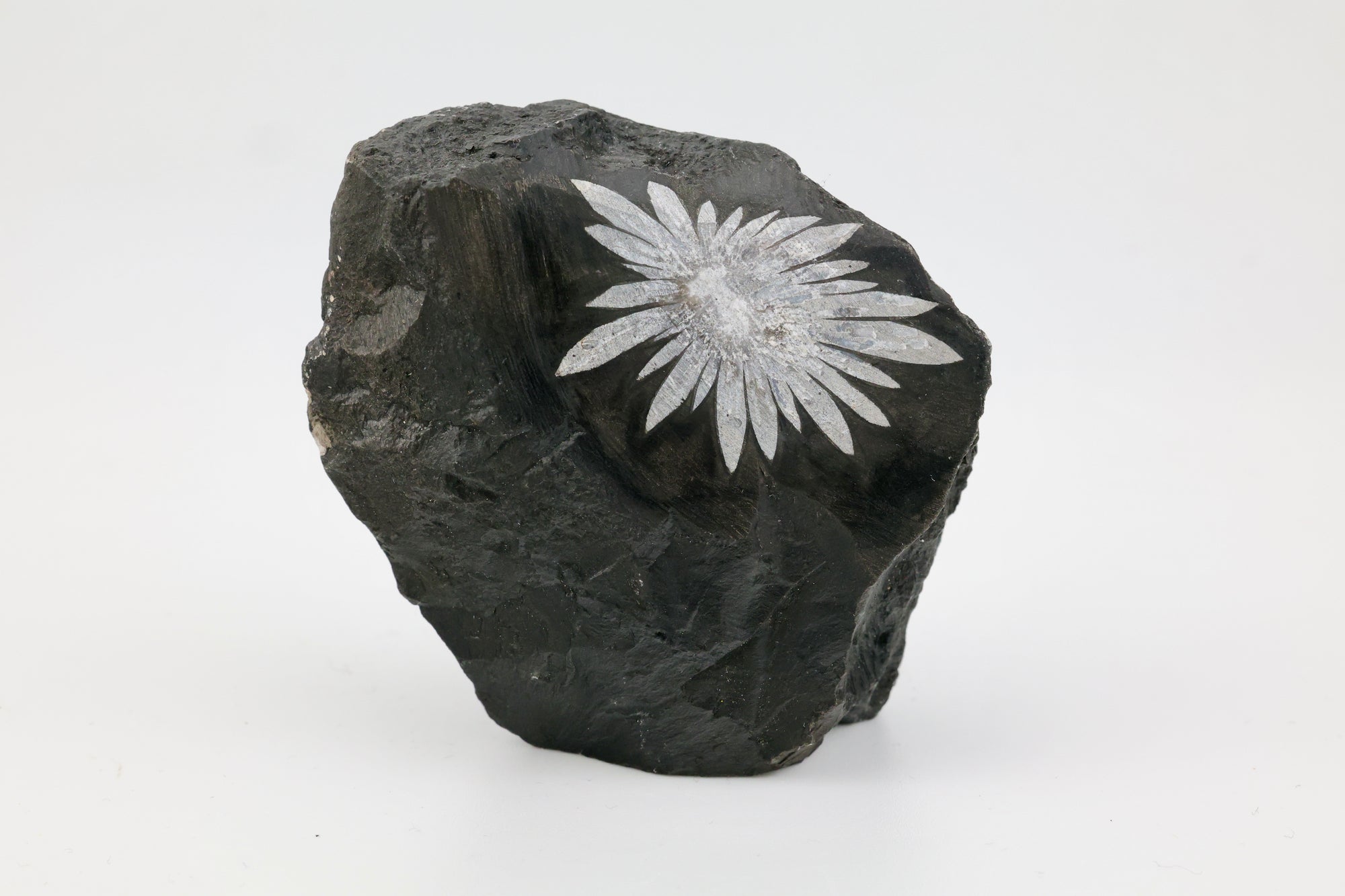 Chrysanthemum Raw Cut Base