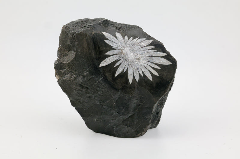 Chrysanthemum Raw Cut Base