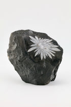 Chrysanthemum Raw Cut Base