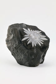 Chrysanthemum Raw Cut Base