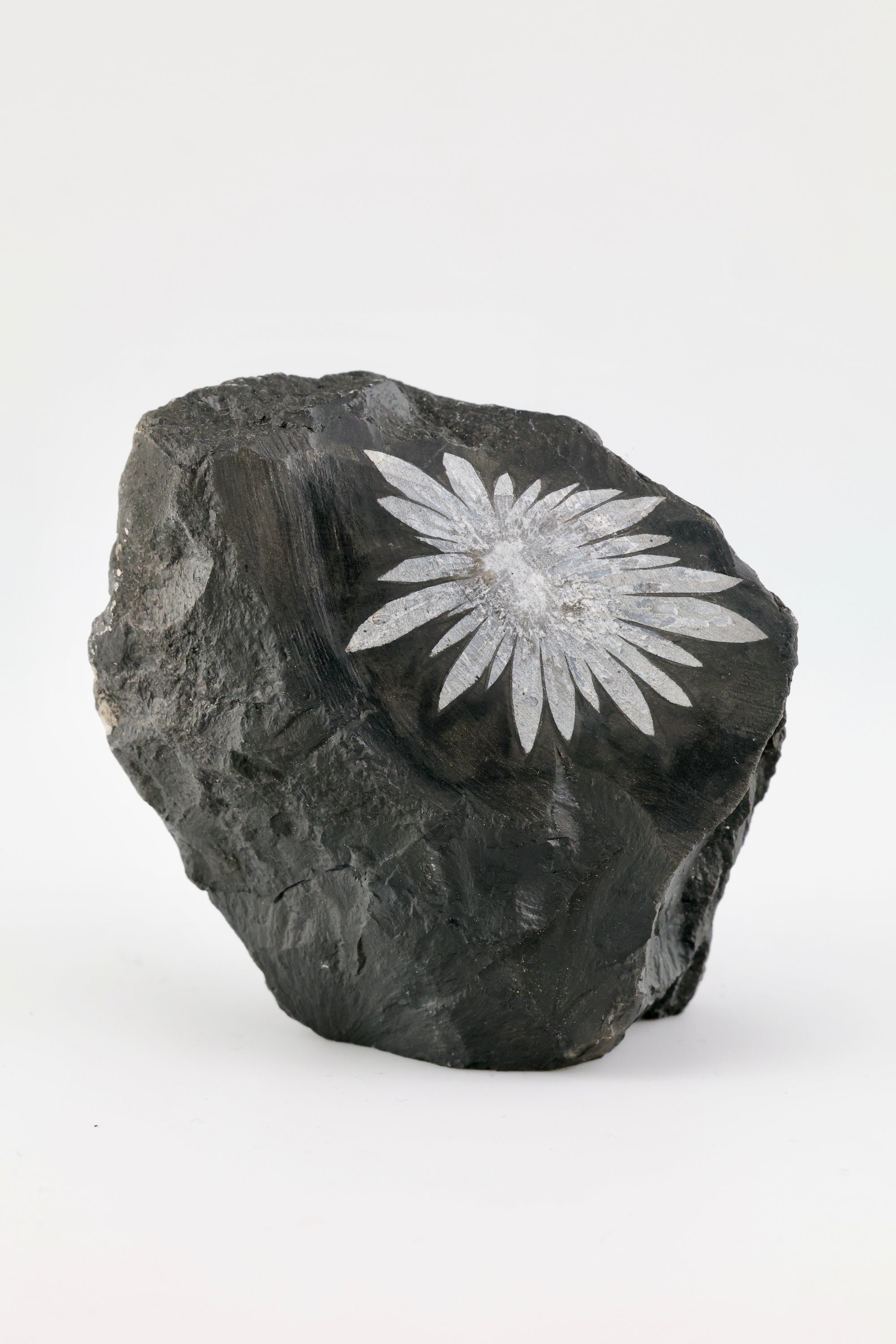 Chrysanthemum Raw Cut Base
