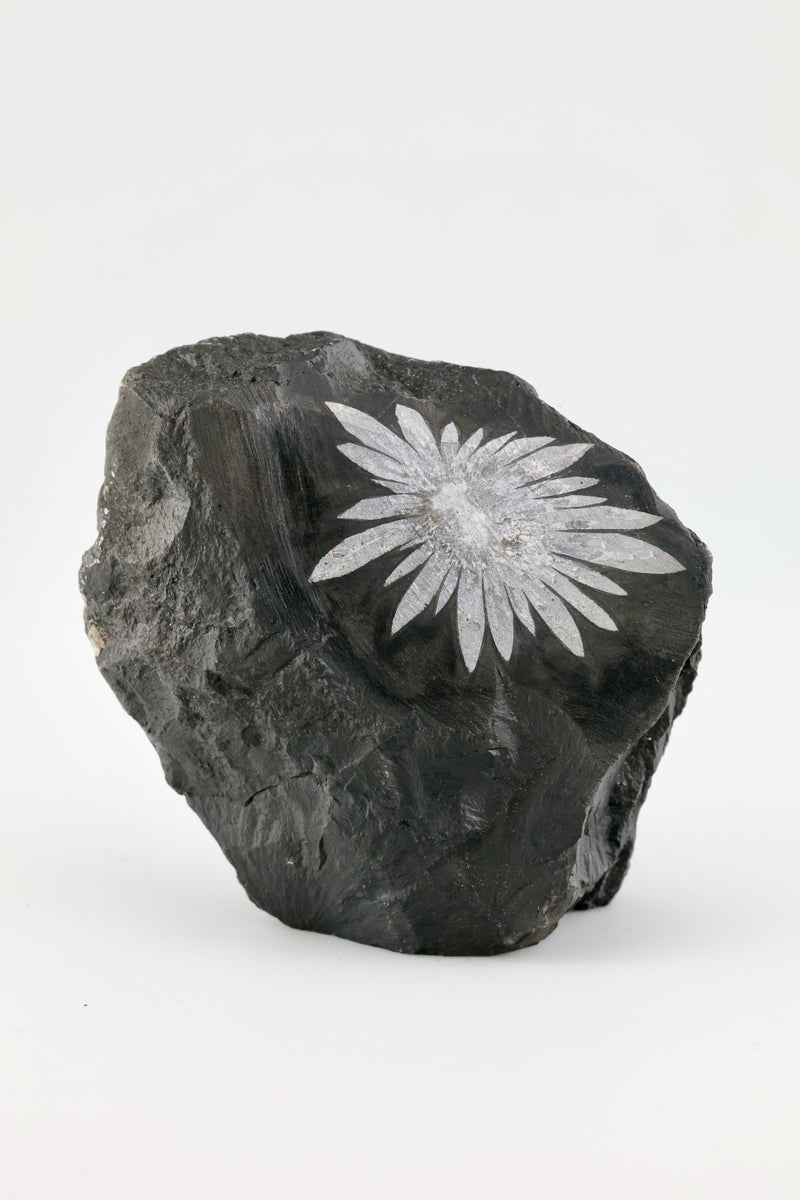 Chrysanthemum Raw Cut Base