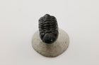 Trilobite Fossil