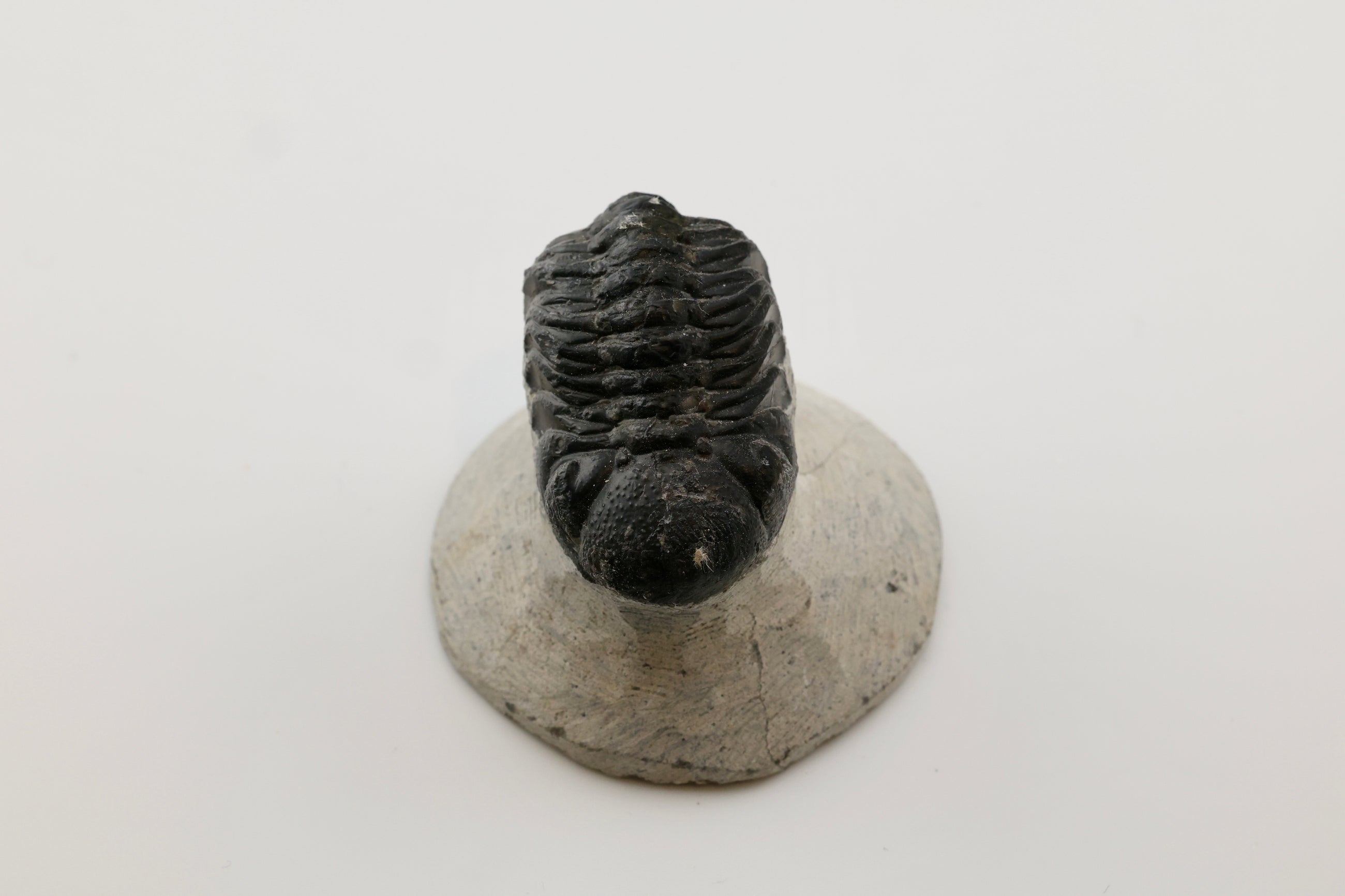 Trilobite Fossil