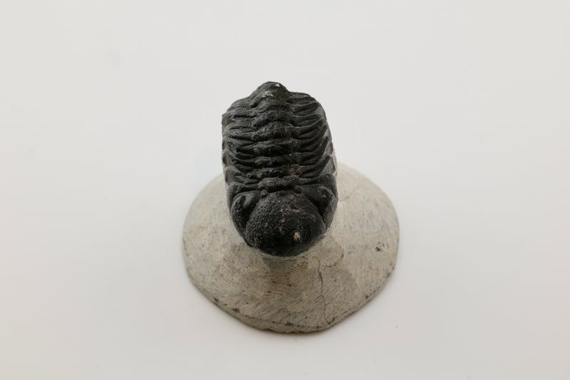 Trilobite Fossil