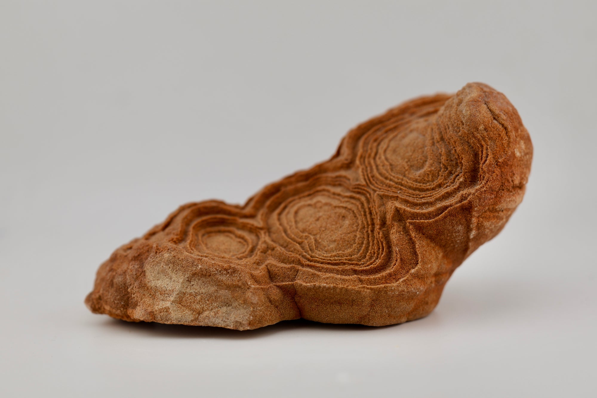 Stromatolite Freeform